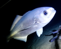 Antarctic Butterfish photo 2