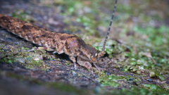 Nesomachilis