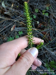 Erica abietina constantiana