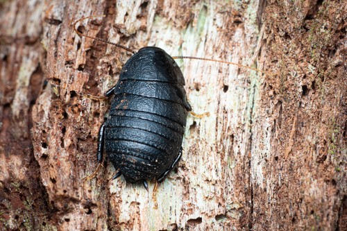 Genus Polyzosteria · iNaturalist
