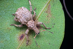 Hellerius conflictus