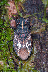 Polycarmes punctatissimus