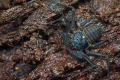 Charinus neocaledonicus