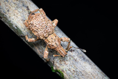 Anomalodermus flexuosocostatus