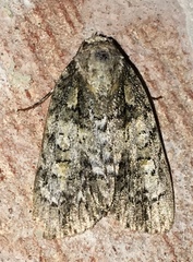 Acronicta increta