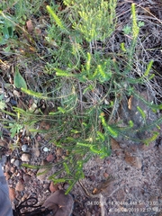 Erica abietina constantiana
