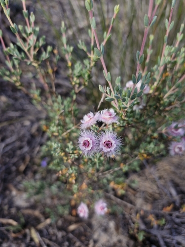 Verticordia inclusa