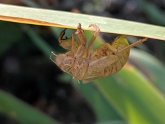 Cicada orni