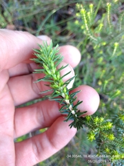 Erica abietina constantiana