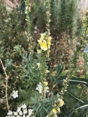 Lactuca serriola