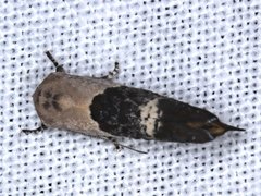 Hypertropha chlaenota