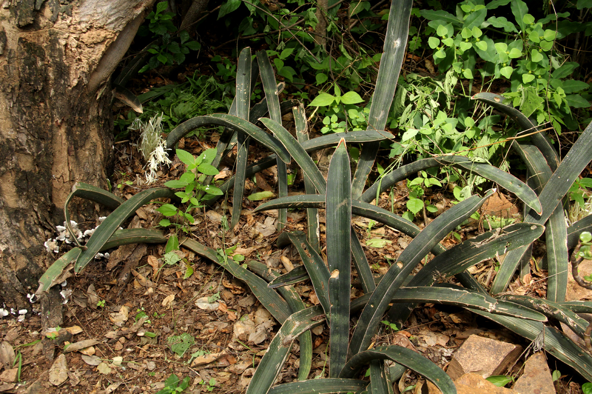 succulent concrete planter Planter, Concrete