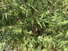 Artemisia vulgaris