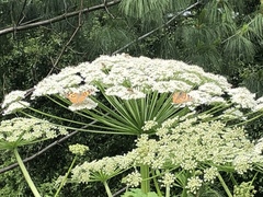 Heracleum mantegazzianum