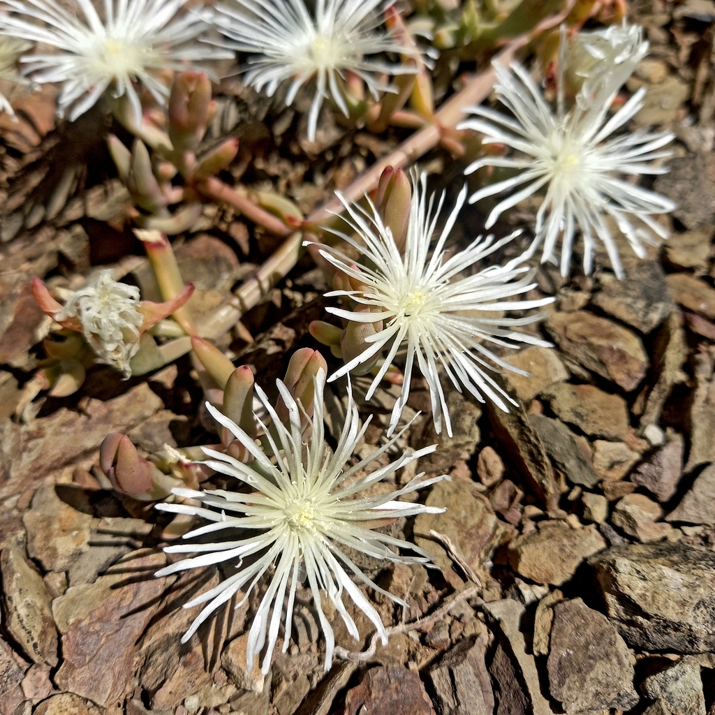 Mesembryanthemum englishiae, Kannaland Local Municipality, South Africa