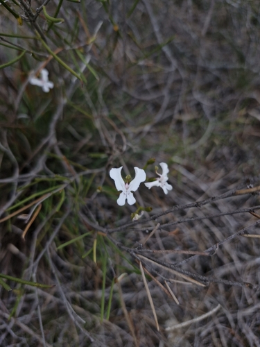 Triggerplants