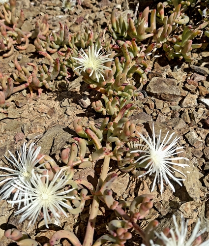 Image of Mesembryanthemum englishiae by (c) kevin koen, some rights reserved (CC BY-SA)