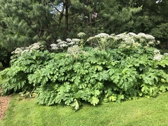 Heracleum mantegazzianum