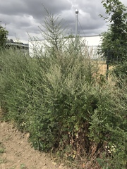 Artemisia vulgaris