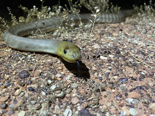 Woma Python sighting