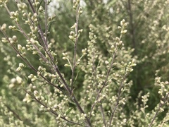 Artemisia vulgaris