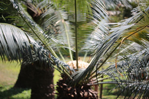 Cycas curranii