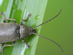 Dascillus cervinus