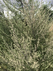 Artemisia vulgaris
