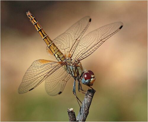 Orange-winged Dropwing