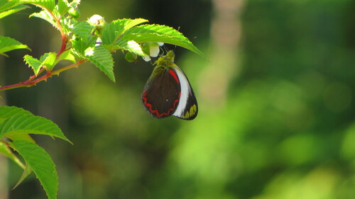 Delias buruana