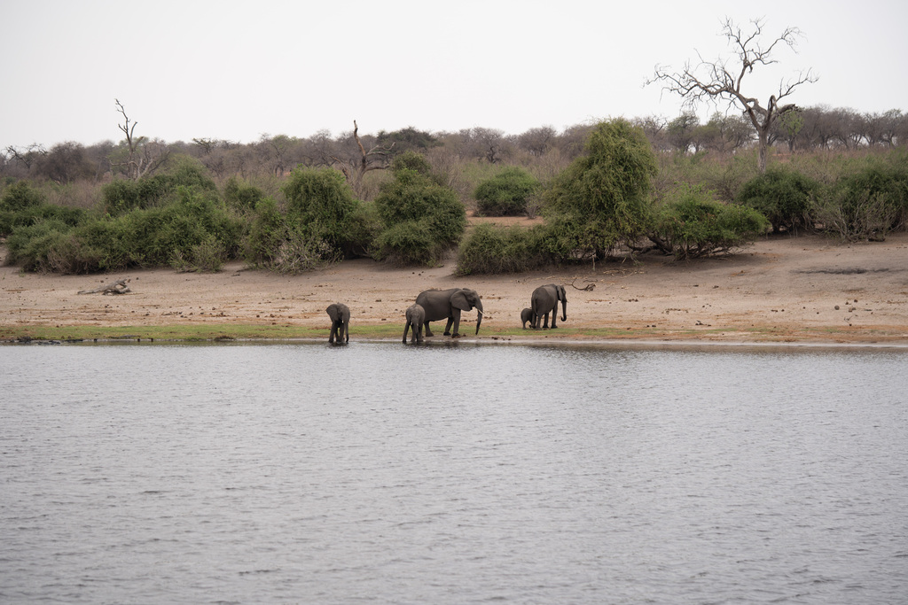 Loxodonta africana, , by Florian Kohler