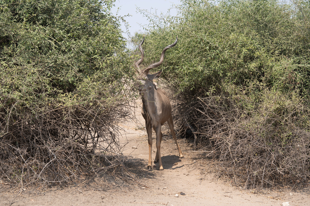 Tragelaphus strepsiceros strepsiceros, Chobe District, Botsuana, by Florian Kohler