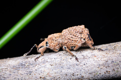 Anomalodermus flexuosocostatus