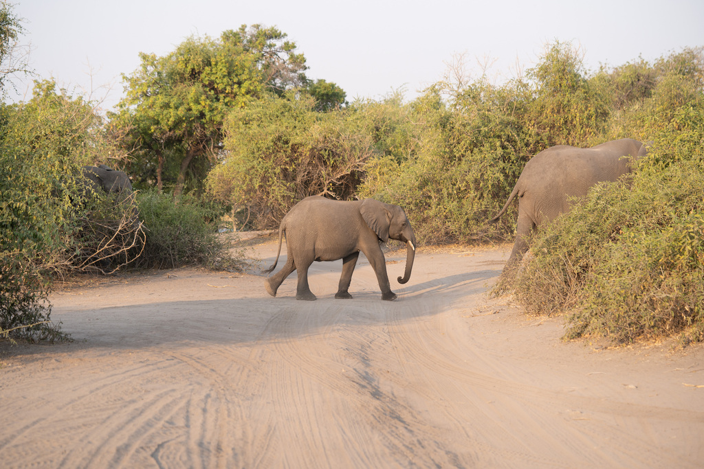 Loxodonta africana, , by Florian Kohler