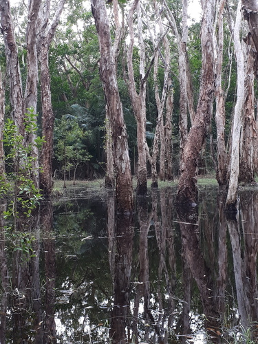 Melaleuca leucadendra