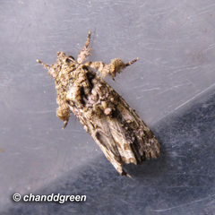 Callopistria guttulalis