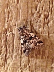 Panthea acronyctoides