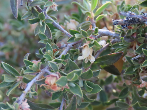 Image of Diospyros ramulosa by no rights reserved