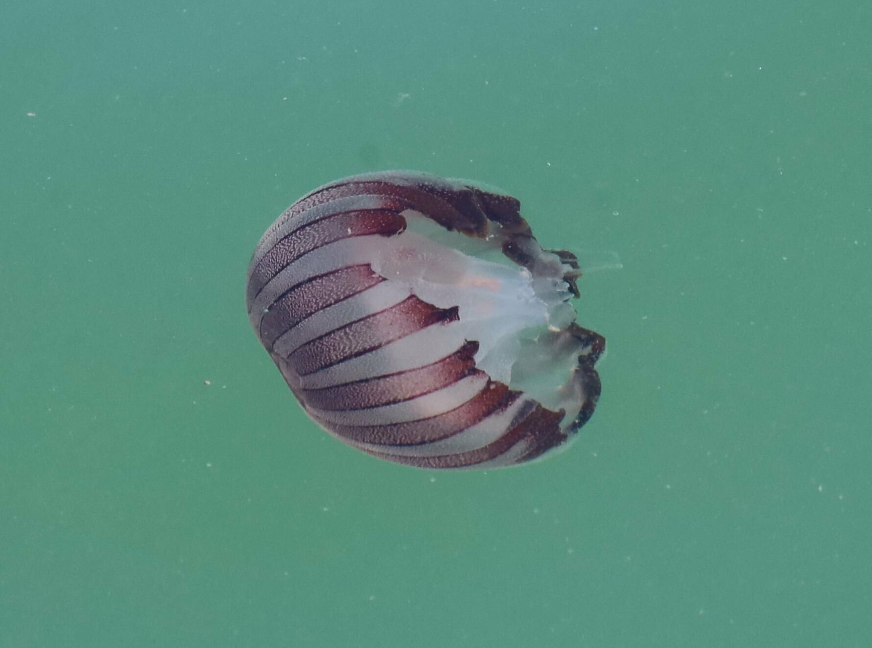 Chrysaora agulhensis Ras, Neethling, Engelbrecht, Morandini, Bayha, Skrypzeck & Gibbons, 2020