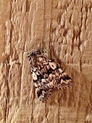 Panthea acronyctoides