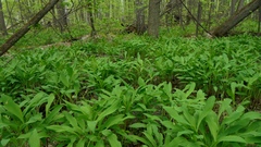 Allium microdictyon