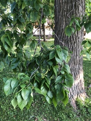 Ulmus americana