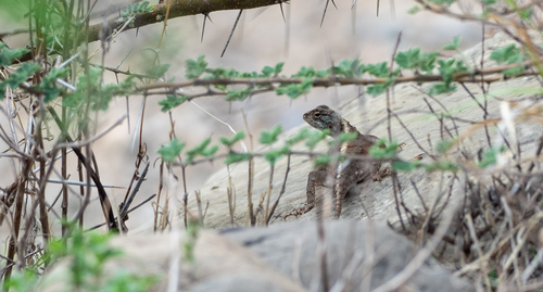 Agama doriae