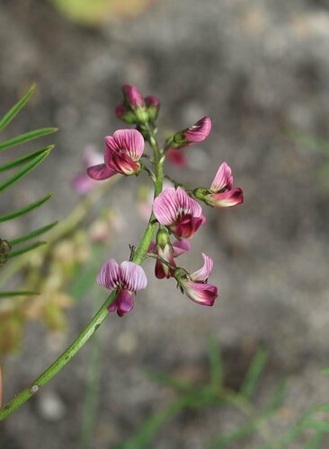 Herbaceous Bubblepod (Lessertia herbacea)