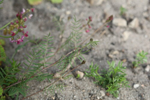 Image of Lessertia herbacea by (c) Paul Hoekman, some rights reserved (CC BY)