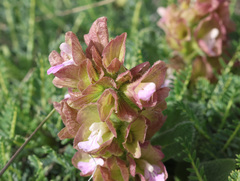 Salvia multicaulis