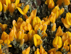 Genista albida, photograph Joey Bom, CC BY, iNaturalist via GBIF