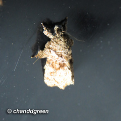 Callopistria guttulalis