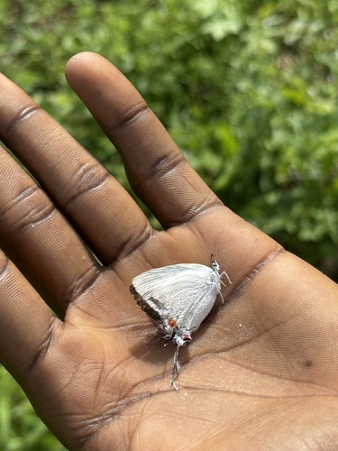 white sapphire