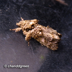 Callopistria guttulalis